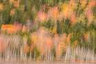 USA-Maine-Acadia National Park Forest abstract Art Print